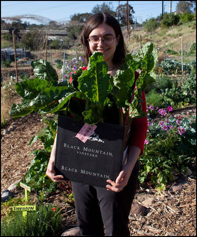 Erica with an overflowing box of kale and chard for our Friday potluck salad.
