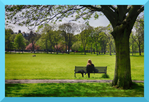 photo of person sitting on a bench near a large tree trunk, overlooking a large grassy park area with trees in the distance