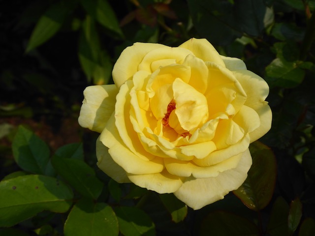 yellow rose in bloom centered in image surrounded by green leaves