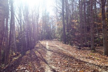 sunlight at top left corner, a path in the woods amongst leaves with tall narrow trunks of trees